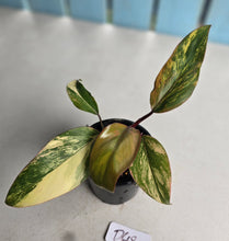 Load image into Gallery viewer, #D48 Philodendron Strawberry Shake