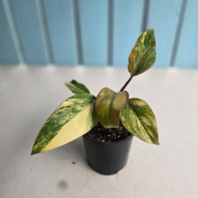 Load image into Gallery viewer, #D48 Philodendron Strawberry Shake