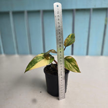 Load image into Gallery viewer, #D48 Philodendron Strawberry Shake