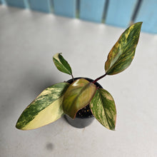 Load image into Gallery viewer, #D48 Philodendron Strawberry Shake