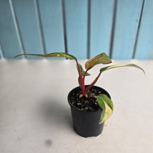 Load image into Gallery viewer, #D48 Philodendron Strawberry Shake