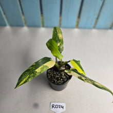 Load image into Gallery viewer, #RD24 Variegated Philodendron Domesticum