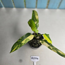 Load image into Gallery viewer, #RD24 Variegated Philodendron Domesticum