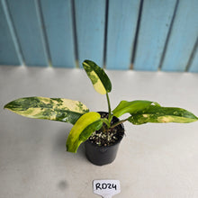 Load image into Gallery viewer, #RD24 Variegated Philodendron Domesticum