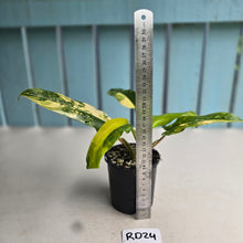 Load image into Gallery viewer, #RD24 Variegated Philodendron Domesticum