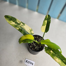 Load image into Gallery viewer, #RD24 Variegated Philodendron Domesticum