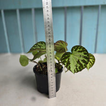 Load image into Gallery viewer, #R28 Begonia Silver Jewel