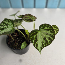 Load image into Gallery viewer, #R28 Begonia Silver Jewel