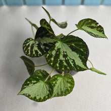 Load image into Gallery viewer, #R28 Begonia Silver Jewel
