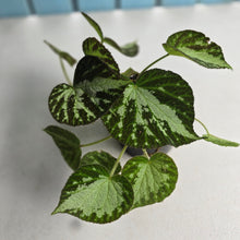 Load image into Gallery viewer, #R28 Begonia Silver Jewel
