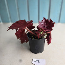 Load image into Gallery viewer, #R2 Begonia Unknown