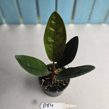 Load image into Gallery viewer, #D84 Anthurium Superbum