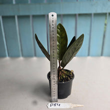 Load image into Gallery viewer, #D84 Anthurium Superbum