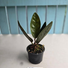 Load image into Gallery viewer, #D84 Anthurium Superbum