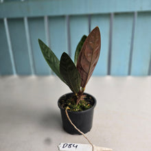 Load image into Gallery viewer, #D84 Anthurium Superbum