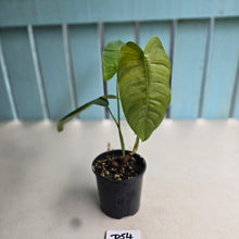 Load image into Gallery viewer, #D54 Philodendron Sharoniae