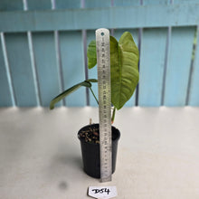 Load image into Gallery viewer, #D54 Philodendron Sharoniae