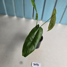Load image into Gallery viewer, #D54 Philodendron Sharoniae
