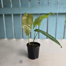 Load image into Gallery viewer, #D54 Philodendron Sharoniae