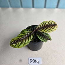 Load image into Gallery viewer, #RD14 Labisia Sp.