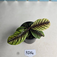 Load image into Gallery viewer, #RD14 Labisia Sp.