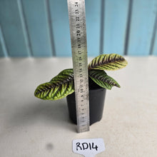 Load image into Gallery viewer, #RD14 Labisia Sp.