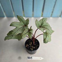 Load image into Gallery viewer, #RB15 Begonia Pollux