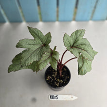 Load image into Gallery viewer, #RB15 Begonia Pollux