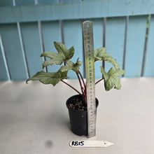 Load image into Gallery viewer, #RB15 Begonia Pollux