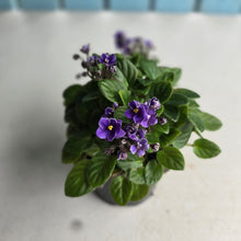 Load image into Gallery viewer, #RD3 African Violet Frosted Denim
