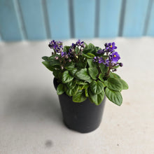 Load image into Gallery viewer, #RD3 African Violet Frosted Denim