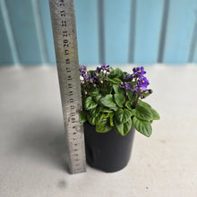 Load image into Gallery viewer, #RD3 African Violet Frosted Denim