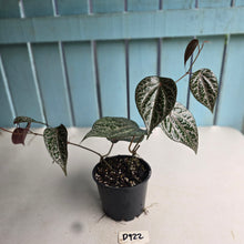 Load image into Gallery viewer, #D922 Piper Crocatum