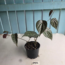 Load image into Gallery viewer, #D922 Piper Crocatum