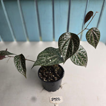 Load image into Gallery viewer, #D922 Piper Crocatum