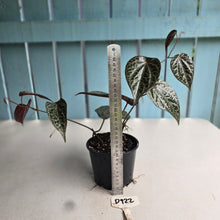 Load image into Gallery viewer, #D922 Piper Crocatum