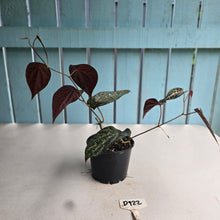 Load image into Gallery viewer, #D922 Piper Crocatum