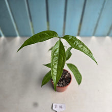 Load image into Gallery viewer, #B116 Anthurium Digitatum