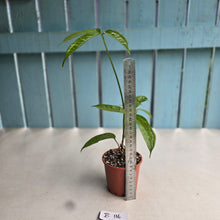 Load image into Gallery viewer, #B116 Anthurium Digitatum