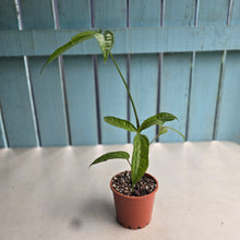 Load image into Gallery viewer, #B116 Anthurium Digitatum