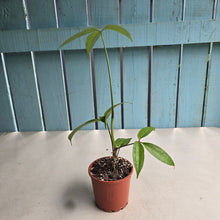 Load image into Gallery viewer, #B116 Anthurium Digitatum