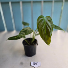 Load image into Gallery viewer, #R5 Philodendron Esmeraldense