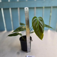 Load image into Gallery viewer, #R5 Philodendron Esmeraldense