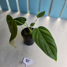 Load image into Gallery viewer, #R5 Philodendron Esmeraldense