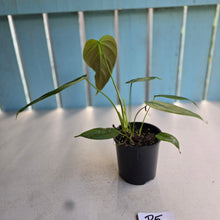 Load image into Gallery viewer, #R5 Philodendron Esmeraldense