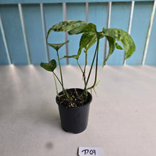 Load image into Gallery viewer, #D69 Variegated Amydrium Medium