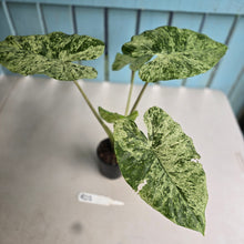 Load image into Gallery viewer, #RD1 Large Alocasia Odora Batik