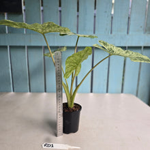 Load image into Gallery viewer, #RD1 Large Alocasia Odora Batik