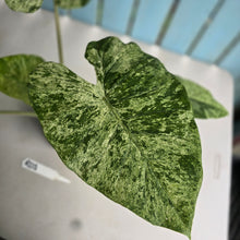Load image into Gallery viewer, #RD1 Large Alocasia Odora Batik