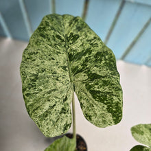 Load image into Gallery viewer, #RD1 Large Alocasia Odora Batik